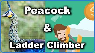 Peacocks and Ladder Climbers [upl. by Htiduy]