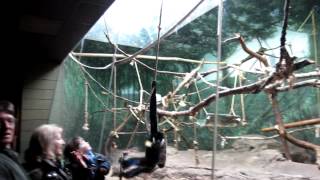 WhiteCheeked Gibbon Ethogram [upl. by Anaul]