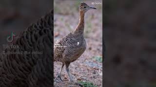 tinamou to the tallest bird to ever walk the Earth giant moa [upl. by Llenehc619]