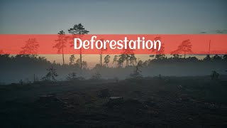 Deforestation Project Writing Environmental Studies [upl. by Pack]