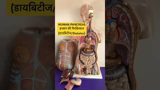 PANCREAS LOCATION amp SHAPE  इन्सान की पैनक्रियाज कहाँ और कैसी होती है  Diabetes amp insulin shorts [upl. by Eeresid]