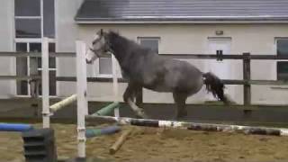 Ard Blur Loosejumping as a yearling [upl. by Viviene166]