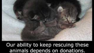 Rescuing kittens from under a house  Please subscribe By Eldad Hagar kittens [upl. by Ada208]