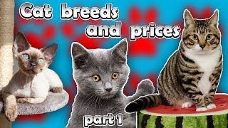 Cat Breeds And Prices Part 1 [upl. by Alyl]