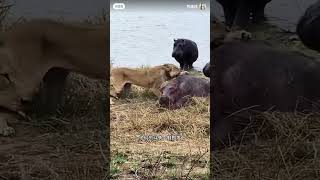 Lions vs hippopotamus [upl. by Nerw859]