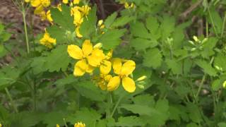 Chelidonium majus  Schöllkraut Greater Celandine Tetterwort [upl. by Nodababus]