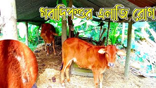 গবাদিপশুর এলাজি রোগ ও চিকিৎসা [upl. by Haridan151]