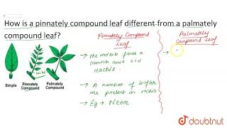 How is pinnately compound leaf different from palmately compound leaf [upl. by Allac]