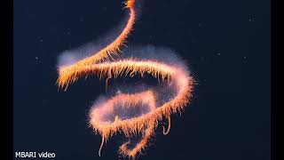 New MBARI videos help reveal siphonophore secrets [upl. by Season]