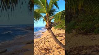 Harmony of Waves Baby Palms and Island Rhythms [upl. by Sauers]