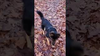 Gotta catch the leaves chodskypes doggodoingthings [upl. by Nerland]