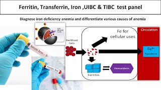 Ferritin Transferrin Iron UIBC amp TIBC test panelmedilabacademymlt [upl. by Ayra94]