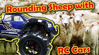 Rounding Sheep with RC Cars  Traxxas 8s XMaxx and indestructible body [upl. by Airamana]