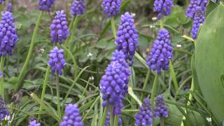 Muscari botryoides  Traubenhyazinthe  Grape Hyacinth [upl. by Averat]