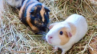 Signs of Normal Guinea Pig Behavior [upl. by Christen358]