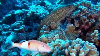 Diving in Molokini and 5 Caves Maui [upl. by Martijn]