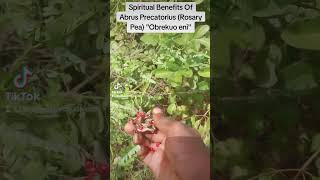 Spiritual Benefits Of Abrus Precatorius Rosary Pea quotObrekuo eniquot [upl. by Zeiler]