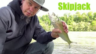 Skipjack fishing in Knoxville Tennessee [upl. by Shurlocke]