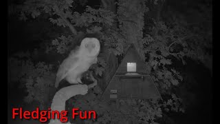 Somerset Barn Owl Live  2023 Fledging Fun [upl. by Ernesta]