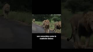 7 Enormes Machos Caminando Por Un Camino shorts animales leones [upl. by Tolkan166]