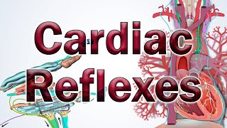 Cardiac Reflexes  Anatomy and Physiology [upl. by Erfert875]