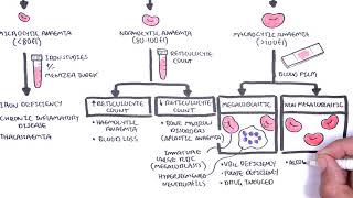 Anaemia anemia  classification microcytic normocytic and macrocytic and pathophysiology [upl. by Stutman]