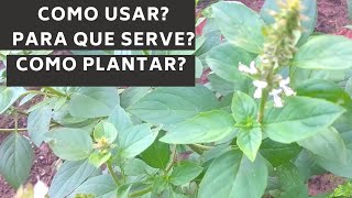 Manjericão Ocimum basilicum usos benefícios e como plantar por estaquias [upl. by Clemen]