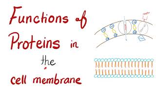 Cell Membrane Proteins and Their Functions  Cell Biology  Unit 02  L4 [upl. by Cower239]