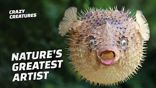 Pufferfish Natures Greatest Artist [upl. by Ilyssa]