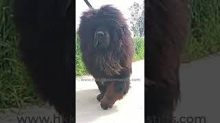 Tibetan Mastiff dog  in India  919417730301  shorts [upl. by Jamaal541]