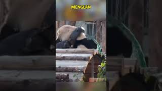 萌兰给姨姨们整活翻车了，么么儿，小心你的铃儿响叮当啊 panda pandafushun cute adorablepanda animals cutepanda pandalove [upl. by Elolcin]