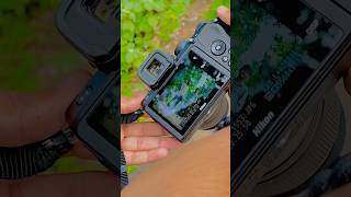 Nikon z50 mirrorless camera Photography ￼shorts namanphotography05 youtubeshorts photography [upl. by Armillda]