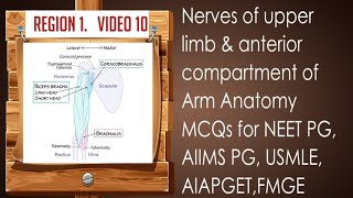 nerves of upper limb amp anterior compartment of arm anatomy mcqs for NEET PGUSMLE FMGE AIAPGET [upl. by Nevad496]