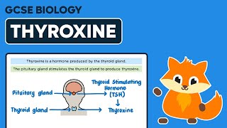 Thyroxine  GCSE Biology [upl. by Christabelle]