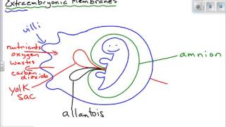 Extraembryonic Membranes [upl. by Miharbi]