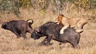 The Ultimate Apex Predators Of The African Wilderness [upl. by Hammel519]