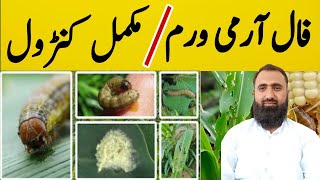 How to identify and control Fall Armyworm effectively  Bilal Kanju Official [upl. by Balfour]