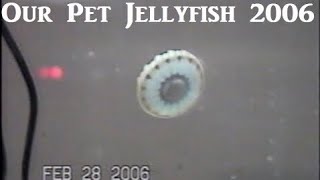 Our Pet Jellyfish 2006 [upl. by Issy107]