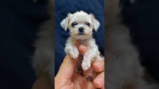 CUTE BABY DOG  dog pappydog cutedog dogs americandog petsdog pet babydog cutedog vonice [upl. by Llenrad]