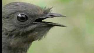 Amazing Bird Sounds From The Lyre Bird  David Attenborough  BBC Wildlife [upl. by Nimrahc]