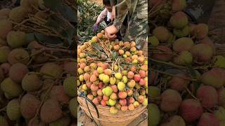 Beautiful Lychees Harvest satisfyingagriculture [upl. by Charmian]