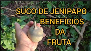 SUCO natural de JENIPAPO os benefícios DA FRUTA TRONCO E RAIZ PARA NOSSA SAÚDE [upl. by Ynnaej44]