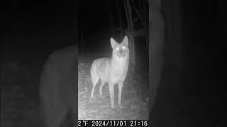 Coyotes Lanaudière coyotes coyote trailcamera trailscamera [upl. by Chrotoem]