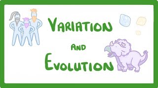 GCSE Biology  Variation and Evolution 68 [upl. by Manfred]