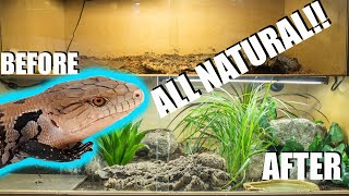 NATURALISTIC BLUE TONGUE SKINK SETUP [upl. by Ydnem753]