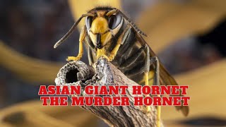 Asian Giant Hornet  The Murder Hornet [upl. by Alrac]