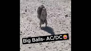 ⚡AC DC  quotBIG BALLSquot⚡ [upl. by Otiv]