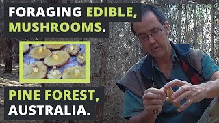 Foraging EDIBLE MUSHROOMS in Australia [upl. by Nidorf]