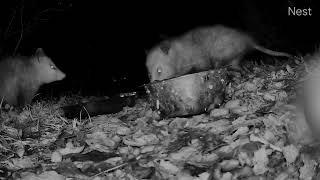 two possums eating peanuts out front [upl. by Sennahoj]