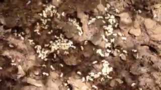 Disturbed Ant Colony Moves Eggs [upl. by Nael]